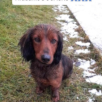 LUCKY, Dackelmischling - Rüde