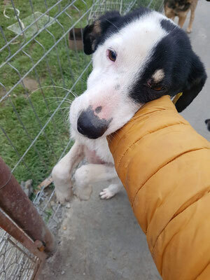 LUCY (W)-quirlig, verspielt, jung, Mischling - Hündin