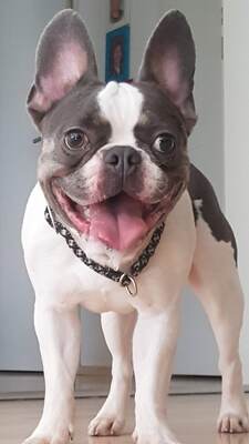 LUIGI Thalos, Französische Bulldogge - Rüde