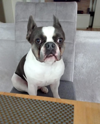 LUIGI Thalos, Französische Bulldogge - Rüde