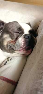 LUIGI Thalos, Französische Bulldogge - Rüde