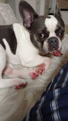 LUIGI Thalos, Französische Bulldogge - Rüde