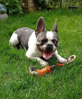 LUIGI Thalos, Französische Bulldogge - Rüde
