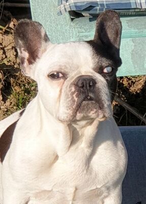 LUJSIKA Luise in Niederösterreich, Franz.Bulldoggenmix - Hündin