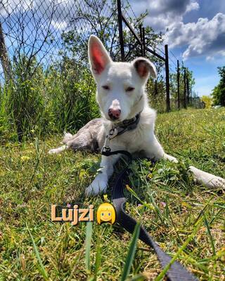 LUJZI ein besonderes Seelen-Mädchen ❤️‍🩹❤️‍🩹❤️‍🩹, Mischling Welpen - Hündin