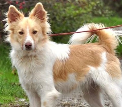 LUKE, Mischling - Rüde