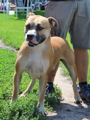 LUKE - R E S E R V I E R T !!!!! sehr lieb, freundlich, menschenbezogen, temperamentvoll, sehr aktiv, intelligent, fröhlich, American Staffordshire Terrier Mischling (Video auf HP) - Rüde