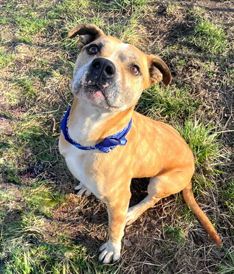 LUKE - sehr lieb, freundlich, menschenbezogen, temperamentvoll, sehr aktiv, intelligent, fröhlich, American Staffordshire Terrier Mischling (Video auf HP) - Rüde