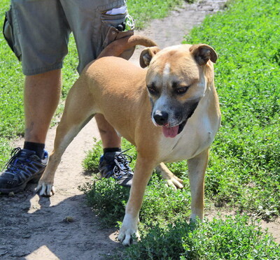 LUKE - sehr lieb, freundlich, menschenbezogen, temperamentvoll, sehr aktiv, intelligent, fröhlich, American Staffordshire Terrier Mischling (Video auf HP) - Rüde