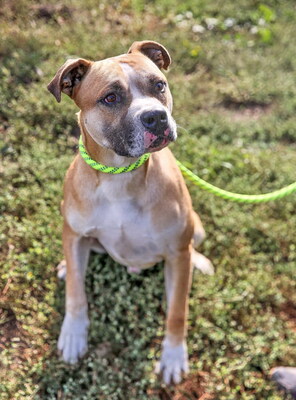 LUKE - sehr lieb, freundlich, menschenbezogen, temperamentvoll, sehr aktiv, intelligent, fröhlich, American Staffordshire Terrier Mischling (Video auf HP) - Rüde