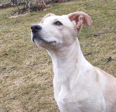 LUMIO, Mischling - Rüde