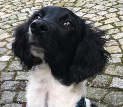 LUMPI, Münsterländer-Stabyhoun-Mischling Welpen - Rüde