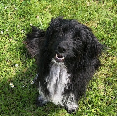 LUNA 28, Mischling - Hündin