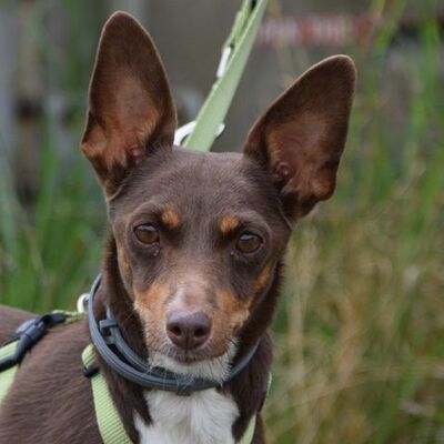 LUNA - Linares, Kleiner Mischling - kastriert - Hündin