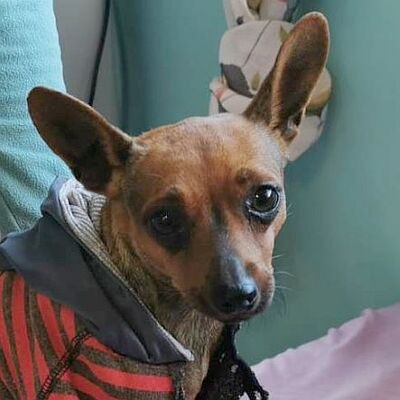 LUNA - Linares, Zwergpinschermischling - kastriert - Hündin