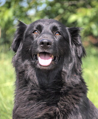 LUNA - R E S E R V I E R T !!!!! liebenswert und freundlich, anhänglich, durchschnittlicher Bewegungsdrang, gelehrig, Mischling - Hündin