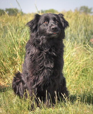 LUNA - R E S E R V I E R T !!!!! liebenswert und freundlich, anhänglich, durchschnittlicher Bewegungsdrang, gelehrig, Mischling - Hündin
