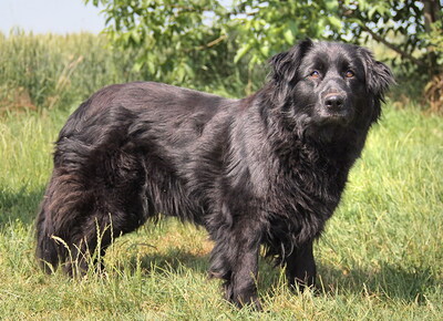 LUNA - R E S E R V I E R T !!!!! liebenswert und freundlich, anhänglich, durchschnittlicher Bewegungsdrang, gelehrig, Mischling - Hündin