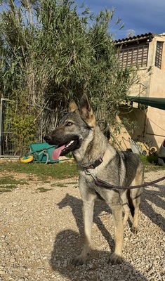 LUNA V44, Schäferhund-Mischling - Hündin