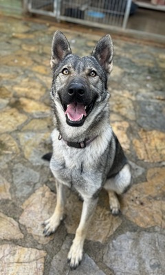 LUNA V44, Schäferhund-Mischling - Hündin