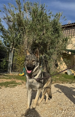 LUNA V44, Schäferhund-Mischling - Hündin