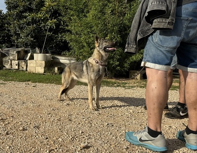 LUNA V44, Schäferhund-Mischling - Hündin