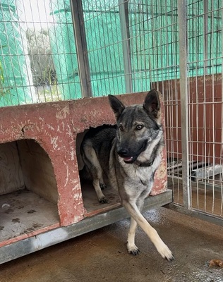 LUNA V44, Schäferhund-Mischling - Hündin