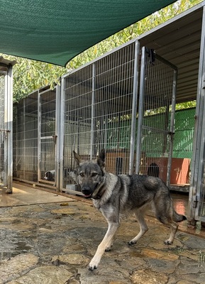 LUNA V44, Schäferhund-Mischling - Hündin