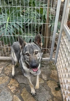 LUNA V44, Schäferhund-Mischling - Hündin