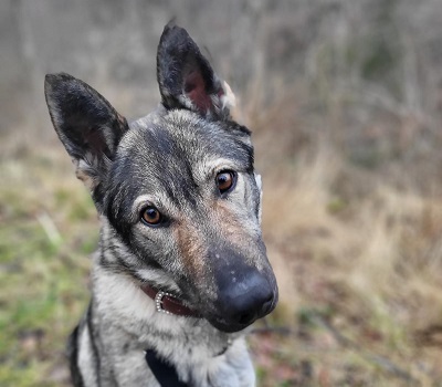 LUNA V44, Schäferhund-Mischling - Hündin