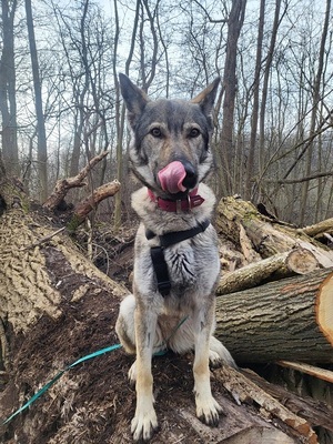 LUNA V44, Schäferhund-Mischling - Hündin