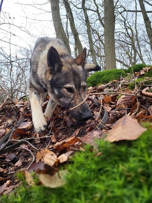 LUNA V44, Schäferhund-Mischling - Hündin