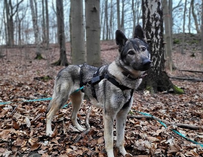 LUNA V44, Schäferhund-Mischling - Hündin