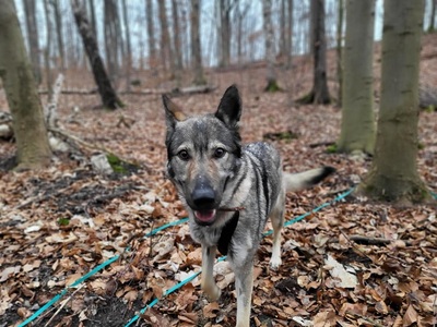 LUNA V44, Schäferhund-Mischling - Hündin