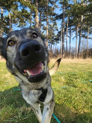 LUNA V44, Schäferhund-Mischling - Hündin