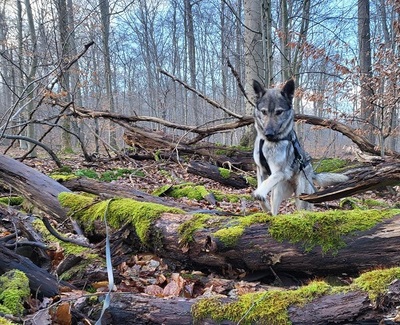 LUNA V44, Schäferhund-Mischling - Hündin