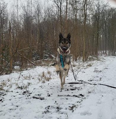 LUNA V44, Schäferhund-Mischling - Hündin