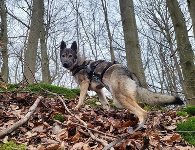 LUNA V44, Schäferhund-Mischling - Hündin