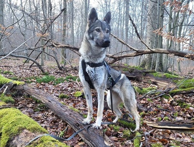 LUNA V44, Schäferhund-Mischling - Hündin