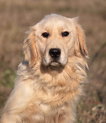 LUNA - freundlich und menschenbezogen, lebhaft, anhänglich, neugierig, gelehrig, anfangs etwas ängstlich, Golden Retriever - Hündin