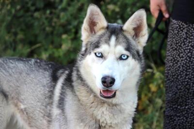 LUNA wünscht sich ein Zuhause, Huskymix - Hündin