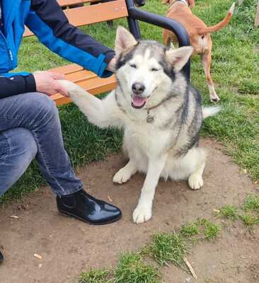 LUNA wünscht sich ein Zuhause, Huskymix - Hündin