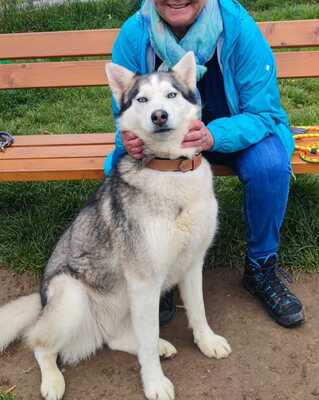 LUNA wünscht sich ein Zuhause, Huskymix - Hündin