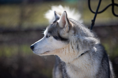LUNA wünscht sich ein Zuhause, Huskymix - Hündin