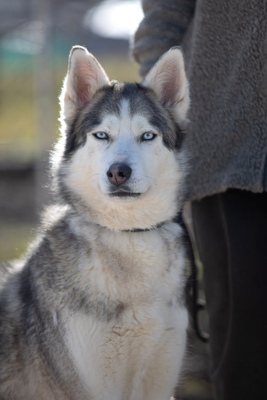 LUNA wünscht sich ein Zuhause, Huskymix - Hündin