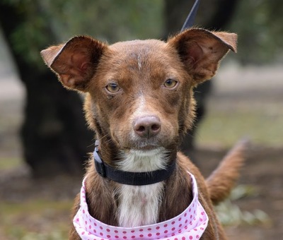 LUPE - Ubeda, Podenco - kastriert - Hündin