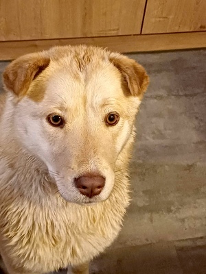 LUSSY - gelehrige Junghündin, Shar Pei - Labradormix - Hündin