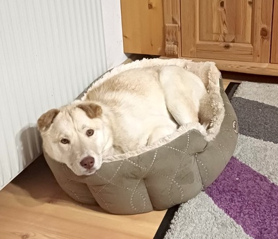 LUSSY - gelehrige Junghündin, Shar Pei - Labradormix - Hündin