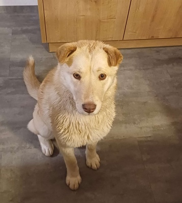 LUSSY - gelehrige Junghündin, Shar Pei - Labradormix - Hündin