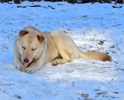 LUSSY - gelehrige Junghündin, Shar Pei - Labradormix - Hündin